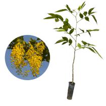 Muda de Acacia Imperial 20 a 40cm AMK - Plantas Online Muda de Acacia Imperial 20 a 40cm AMK - Plantas Online