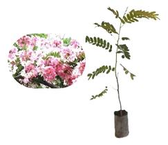 Muda De Acácia Javanesa - Belíssimas Flores Na Cor Rosa Muda De Acácia Javanesa - Belíssimas Flores Na Cor Rosa