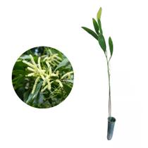 Muda de Acacia Mangium 20 a 40cm AMK - Plantas Online