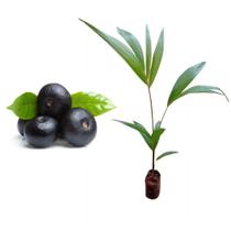 Muda de Acai 20 a 40cm AMK - Plantas Online Muda de Acai 20 a 40cm AMK - Plantas Online