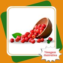 Muda de Acerola Clone Malpighia Emarginata.
