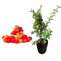 Muda de Acerola Doce CLONADA 20 a 40cm AMK - Plantas Online
