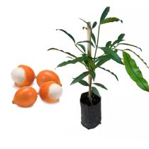 Muda de Achachairu 20 a 40cm AMK - Plantas Online