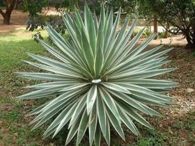Muda de Agave Americana Variegata Borda Amarela Elegante e Resistente Muda de Agave Americana Variegata Borda Amarela Elegante e Resistente