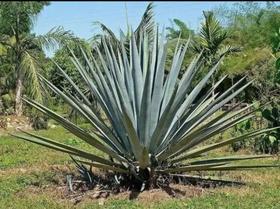 Muda De Agave Azul 20 A 50cm Planta Ornamental Jardim Muda De Agave Azul 20 A 50cm Planta Ornamental Jardim