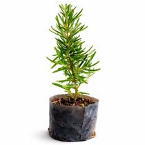 Muda de Alecrim no Vasinho com Substrato Ideal para Horta Caseira Muda matriz Muda de Alecrim no Vasinho com Substrato Ideal para Horta Caseira Muda matriz
