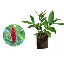 Muda de Alpinia 20 a 40cm AMK - Plantas Online