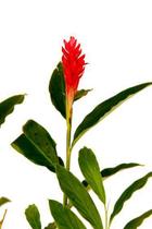 Muda de Alpinia Altura 0,40 cm a 0,80 cm Muda de Alpinia Altura 0,40 cm a 0,80 cm