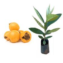 Muda de Ameixa Amarela 20 a 40cm AMK - Plantas Online