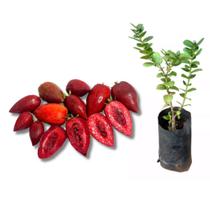 Muda de Ameixa de Natal ou Ameixa Africana - Carissa Macrocarpa