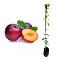 Muda de Ameixa Roxa 50 a 80cm AMK - Plantas Online