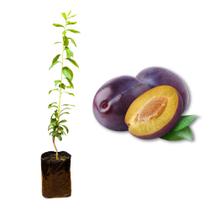 Muda de Ameixa Roxa Comum Enxertada Rápida Produção Produz em Vasos