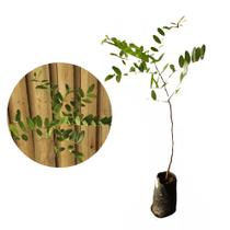 Muda de Amendoim Bravo 20 a 40cm AMK - Plantas Online