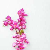 Muda De Amor Agarradinho - Trepadeira Rápida Envio Rapido Muda De Amor Agarradinho - Trepadeira Rápida Envio Rapido