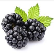 Muda de Amora Americana ou Blackberry - Já Produz ou Prestes a Produzir (Espinho)