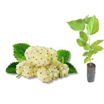 Muda de Amora Branca Medicinal e Comestível - Super Doce