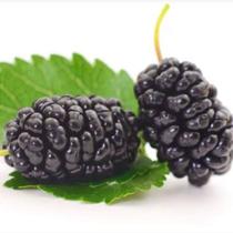 Muda de Amora Brs Tupy Clonada - Prestes a Produzir