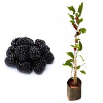 Muda de Amora Gigante Portuguesa 20 a 40cm AMK - Plantas Online