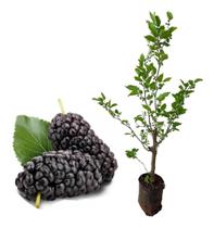 Muda De Amora Italiana Já Produzindo - Com Frutos No Pé