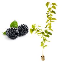 Muda de Amora Portuguesa 50 a 80cm AMK - Plantas Online