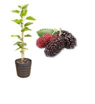 Muda de Amora Portuguesa Produzindo