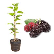 Muda de Amora Portuguesa Produzindo Produz em Vasos