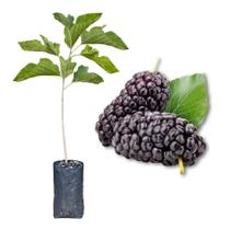 Muda de Amora Preta Nativa Produzindo Produz em Vasos