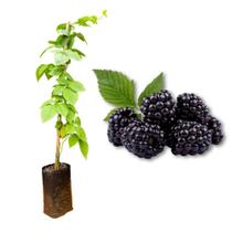 Muda de Amora Preta sem Espinho Produzindo Produz em Vasos