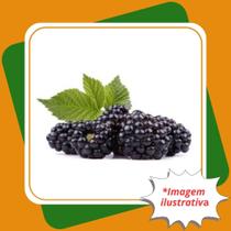 Muda de Amora Tupy Amora com Espinhos Rubus spp.