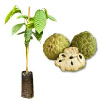 Muda de Anona Fruta do Conde Rápida Produção Produz em Vasos