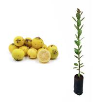 Muda de Araçá Amarelo 20 a 40cm AMK - Plantas Online