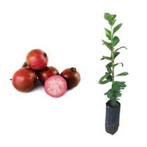 Muda de Araçá Roxa 20 a 40cm AMK - Plantas Online Muda de Araçá Roxa 20 a 40cm AMK - Plantas Online