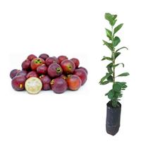 Muda de Araçá Vermelha 20 a 40cm AMK - Plantas Online Muda de Araçá Vermelha 20 a 40cm AMK - Plantas Online