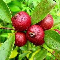 Muda de Araça Vermelho Muda de Araça Vermelho