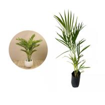 Muda de Areca Bambu 20 a 40cm AMK - Plantas Online