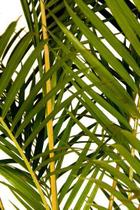 Muda de Areca Bambu Altura 0,40 cm a 0,80 cm - Plantas
