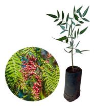 Muda De Aroeira Salsa (schinus Molle)