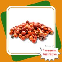 Muda de Aroeira Salsa Schinus Molle.