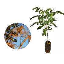 Muda de Aroeira Verdadeira 20 a 40cm AMK - Plantas Online Muda de Aroeira Verdadeira 20 a 40cm AMK - Plantas Online