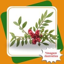 Muda de Aroeira Vermelha Schinus terebinthifolius