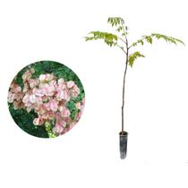 Muda de Arvore Da China 20 a 40cm AMK - Plantas Online - AMK Jardinagem e Paisagismo