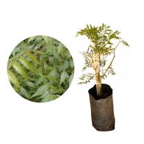 Muda de Arvore Da Felicidade 20 a 40cm AMK - Plantas Online