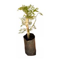 Muda de Arvore Da Felicidade 20 a 40cm AMK - Plantas Online