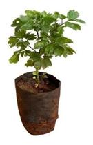 Muda De Árvore Da Felicidade - Atrai Realizações Muda De Árvore Da Felicidade - Atrai Realizações