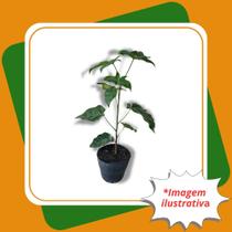 Muda de Árvore de fogo Delonix regia