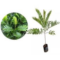 Muda de Arvore De Samambaia 50 a 80cm AMK - Plantas Online