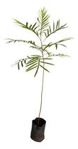 Muda De Árvore De Samambaia (filicium Decipiens) Verde