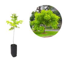 Muda De Arvore De Santa Bárbara Ou Cinamomo