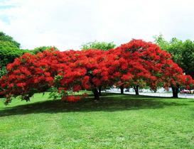 Muda de Árvore Flor Flamboyant