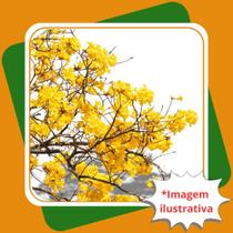 Muda De Arvore Ipê Amarelo Handroanthus Chrysotrichus